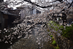 200326e祇園白川50