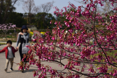 190329b京都植物園48