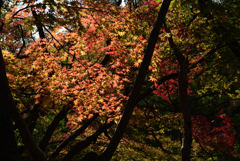 191116b京都植物園14
