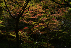 211106c西明寺42