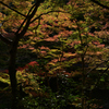 211106c西明寺42