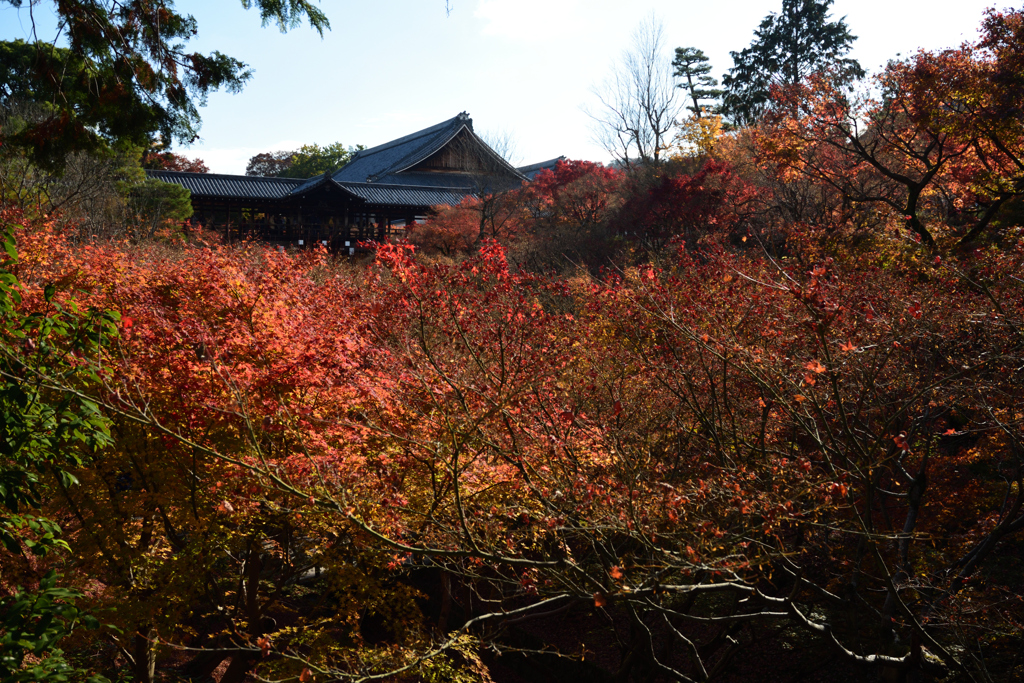 191205a東福寺06