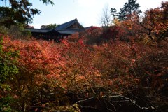 191205a東福寺06