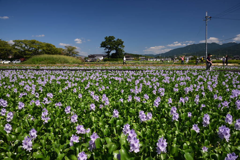 190915本薬師寺跡49