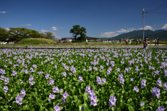190915本薬師寺跡49