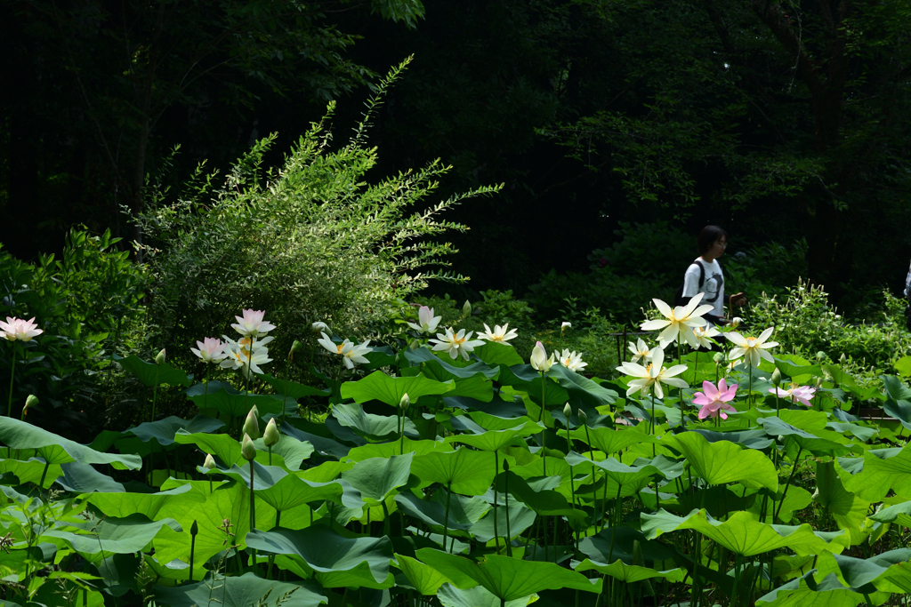 250708京都植物園19