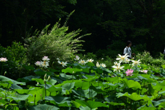 250708京都植物園19