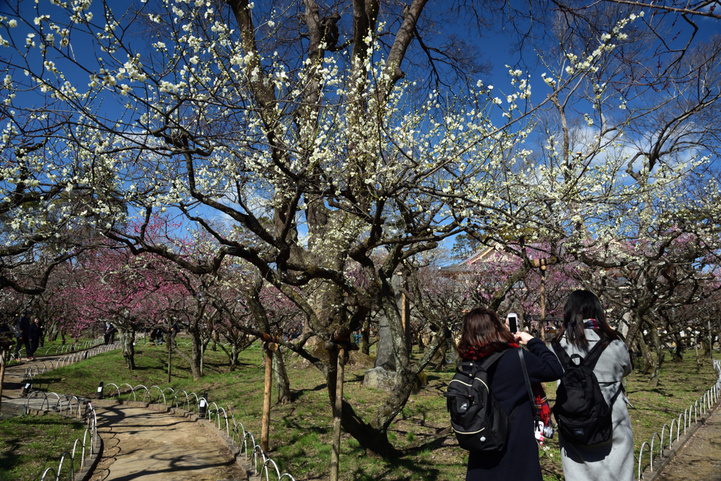 190223a北野天満宮23