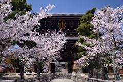 230330e金戒光明寺39