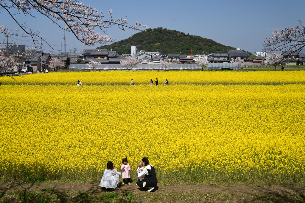 220406a藤原宮跡53