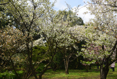 200402a京都植物園05