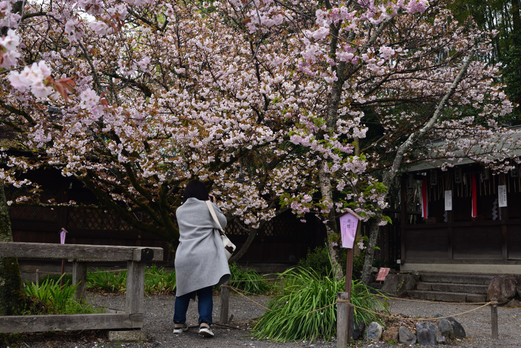 190411a平野神社32