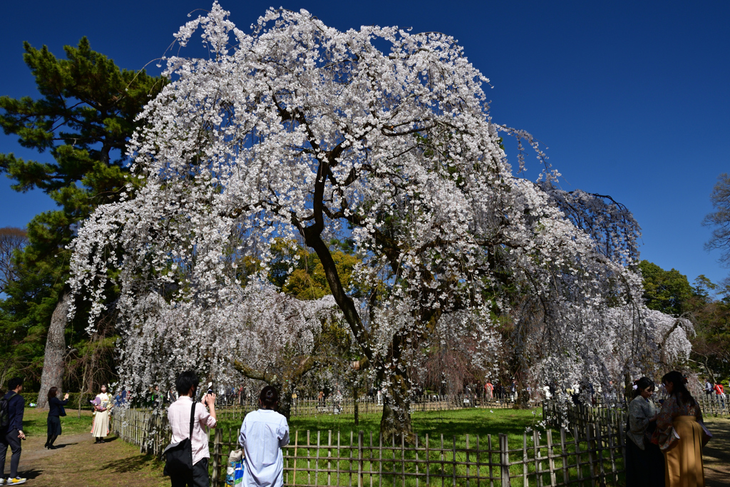 230320c京都御苑22