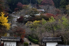 181114a長谷寺69