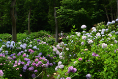 200627万博公園46