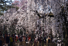 200320h京都御苑24