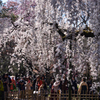 200320h京都御苑24
