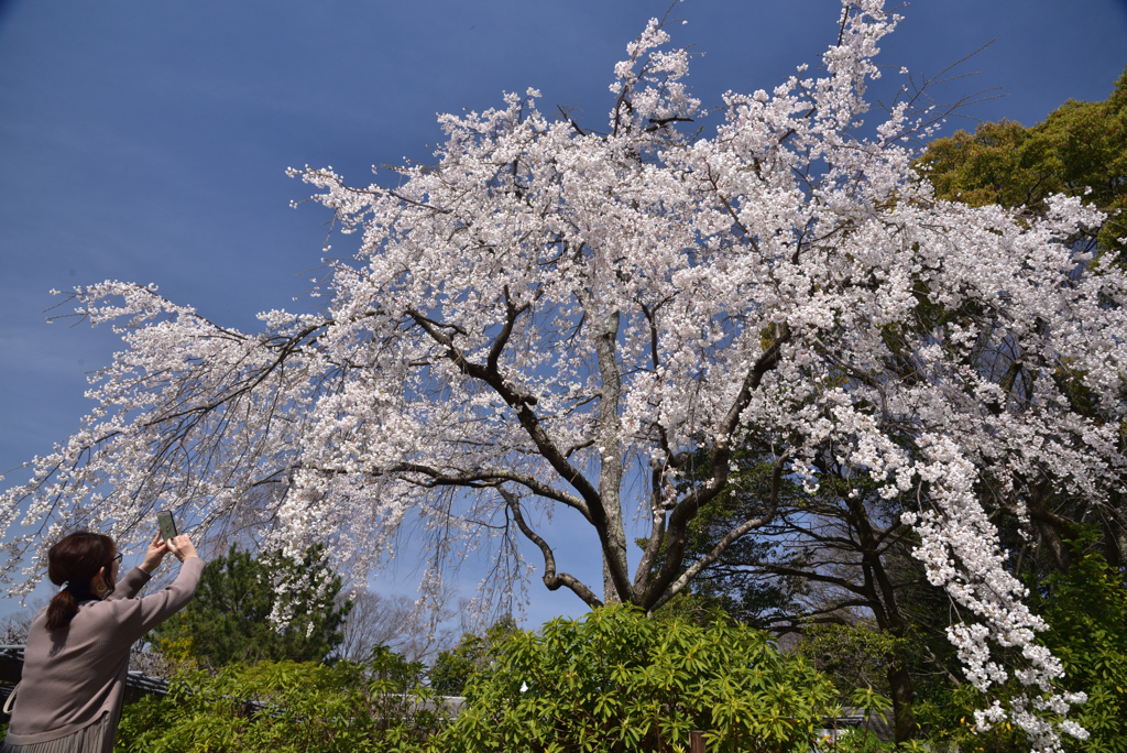 200326c円山公園52