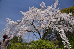 200326c円山公園52