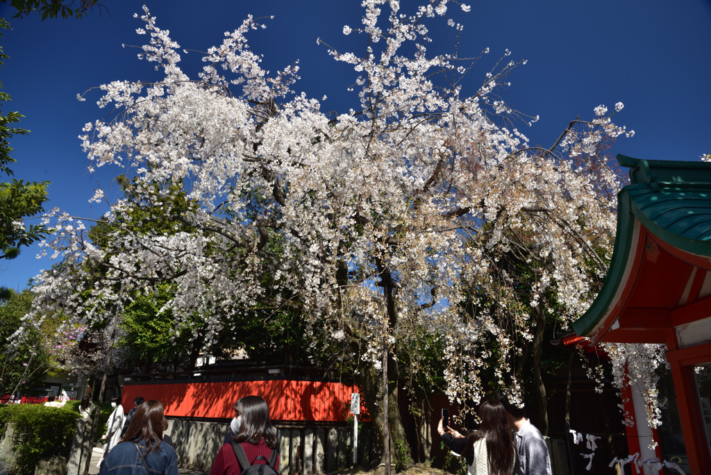 200325b車折神社06