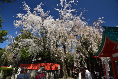 200325b車折神社06