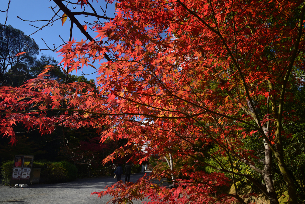 211111a仁和寺09