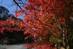 211111a仁和寺09