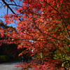 211111a仁和寺09