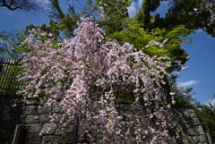 220412c北野天満宮58