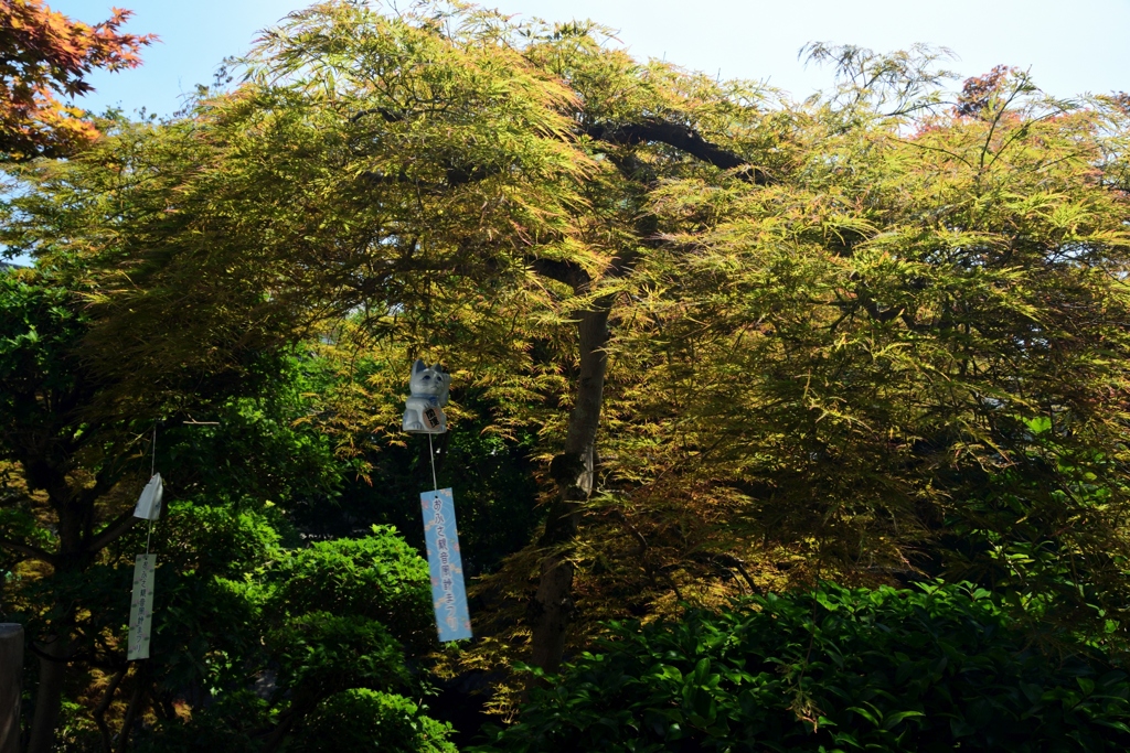 180715bおふさ観音14+