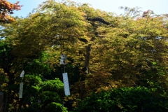 180715bおふさ観音14+