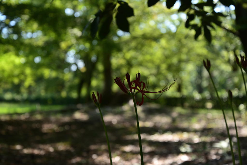 220913a京都御苑16