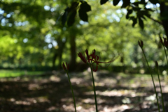 220913a京都御苑16