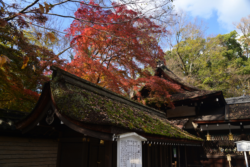 221208b下鴨神社15