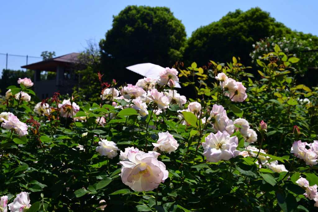 230509京都植物園37Matilda