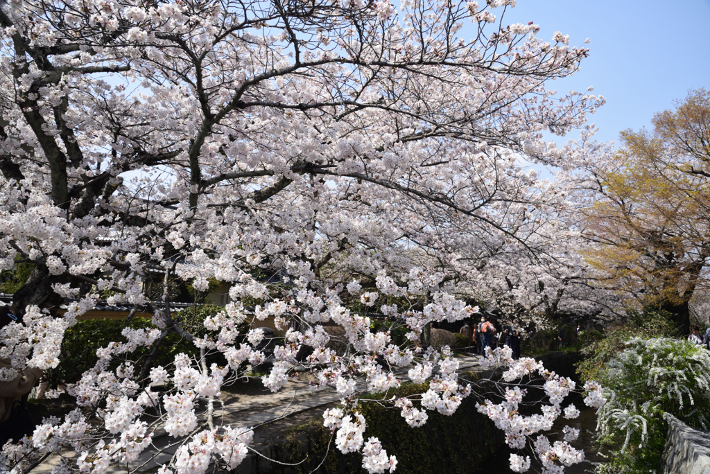 190406c哲学の道04