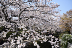 190406c哲学の道04