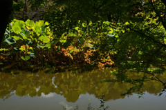 221002京都植物園60