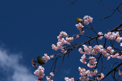 240310a公立大植物園19