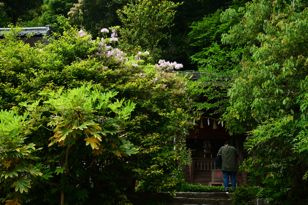 250509e宇治上神社47