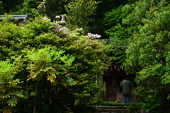 250509e宇治上神社47