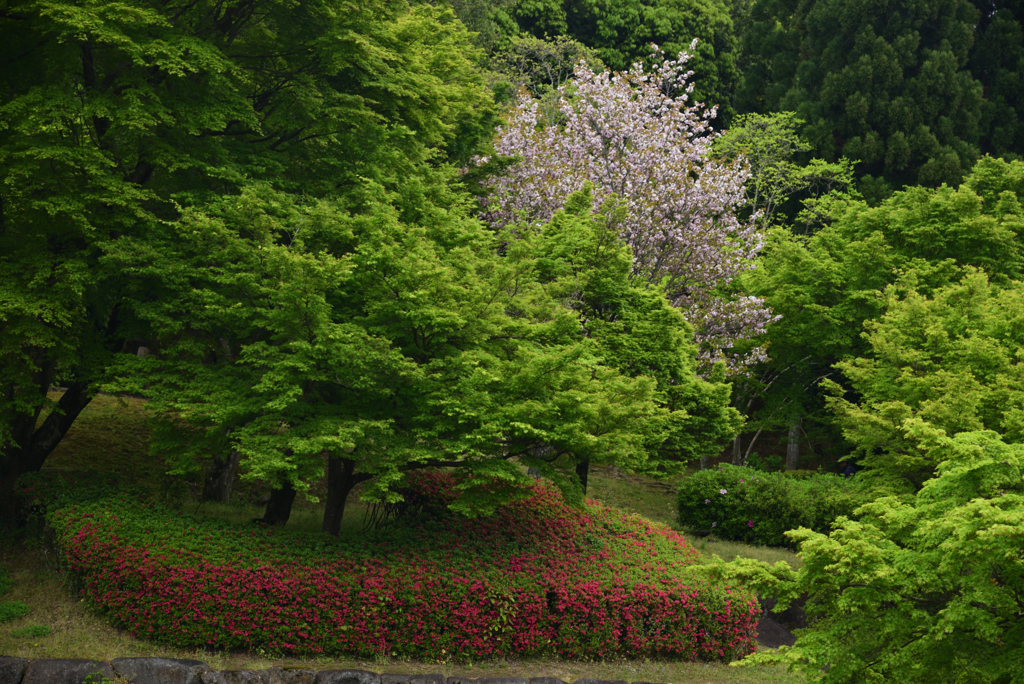 190428a奈良公園62