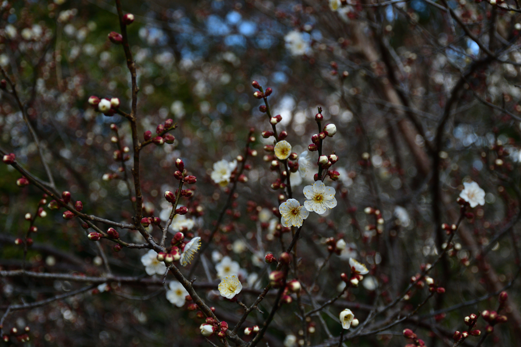 260113c京都御苑10