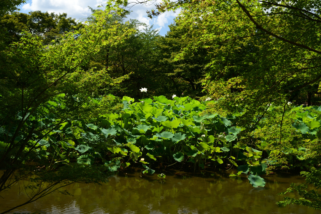 230801京都植物園26