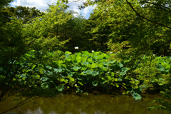 230801京都植物園26