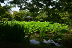 210624京都植物園57