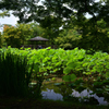 210624京都植物園57