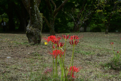 240929京都植物園23