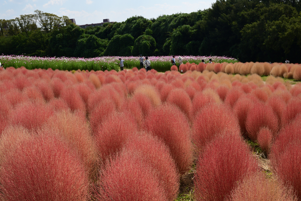 221001万博公園22