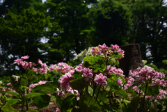 200602b長居植物園33